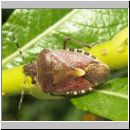 Dolycoris baccarum - Beerenwanze 04.jpg